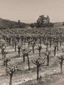 The early days of the TKC Vineyard